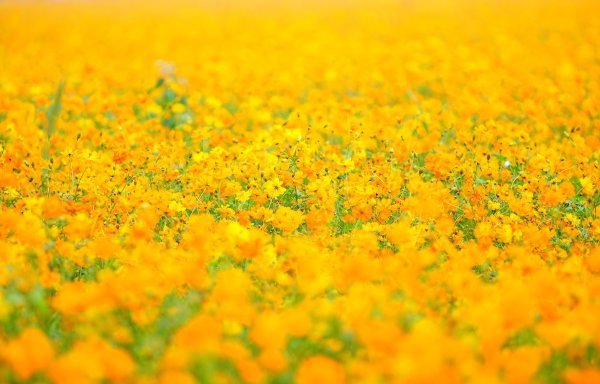 Желтые полевые цветы