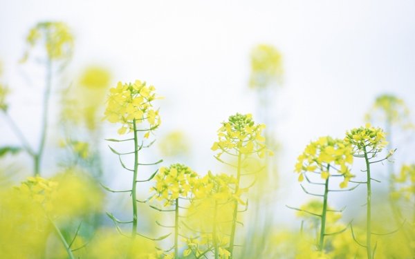 Витекс желтый полевой цветок