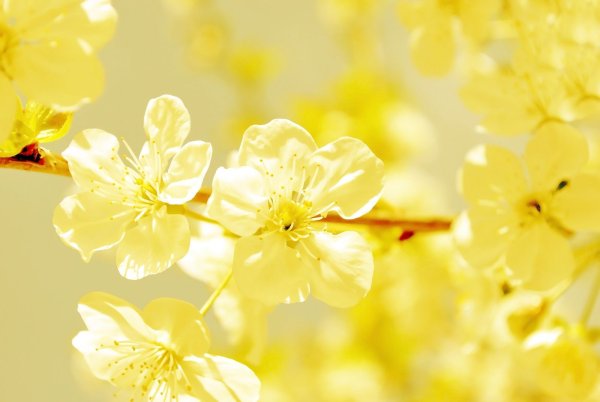 Бледно желтые цветы