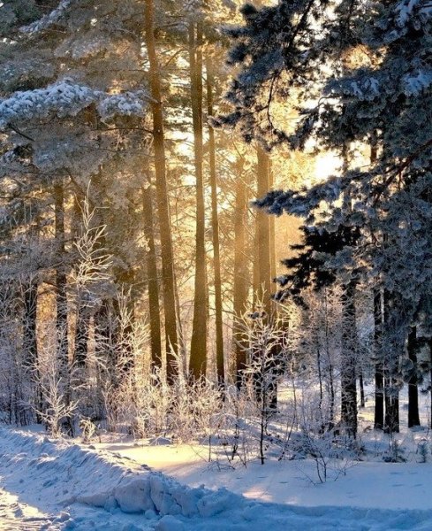 Зимний Солнечный лес