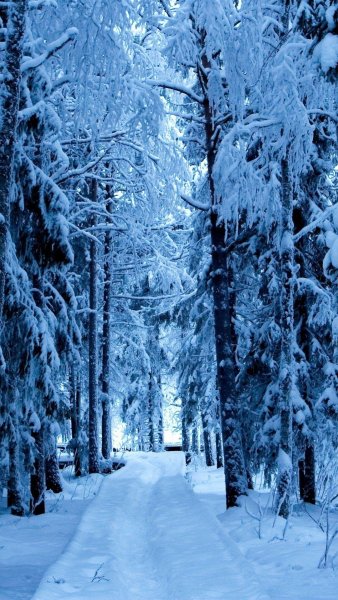 Фон вертикальный зимний лес