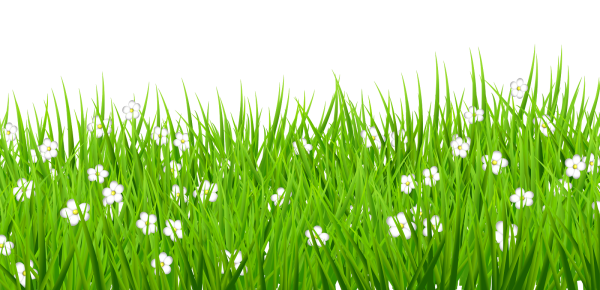 Трава на белом фоне