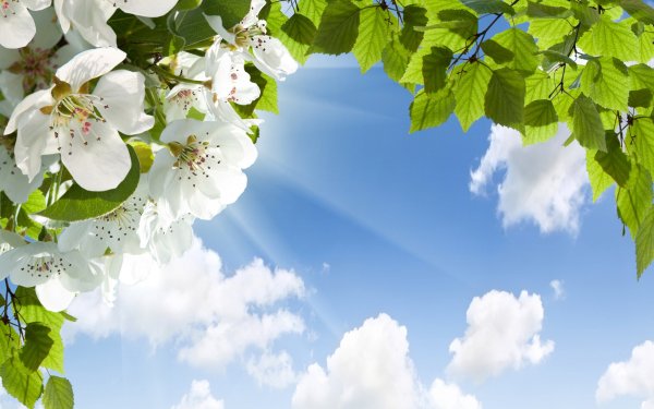 Цветы яблони на фоне неба