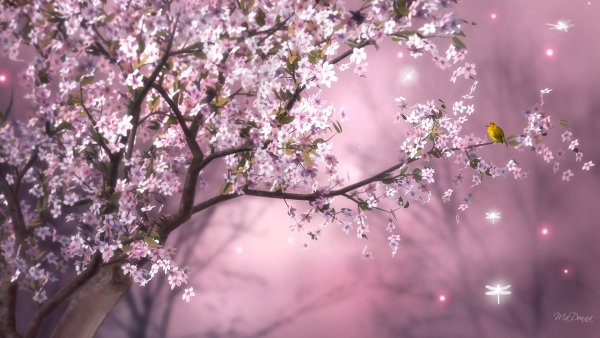 Весна Сакура