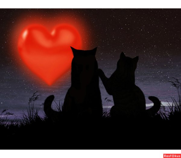 Любовь рыжего и черного кота