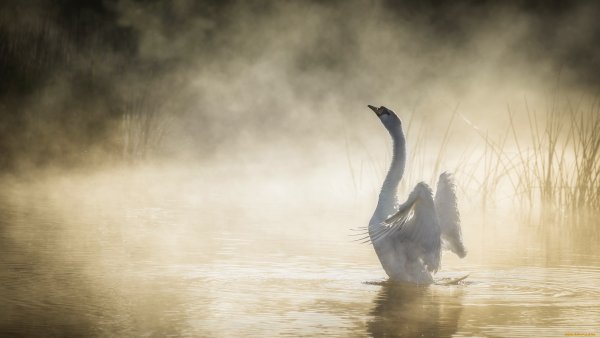 Лебеди в тумане