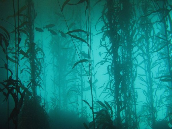 Лес под водой