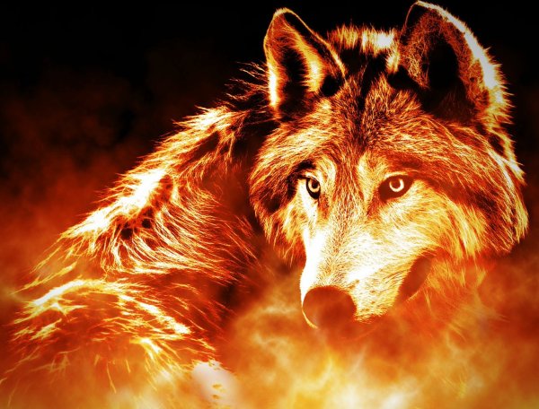 Фон волк в огне