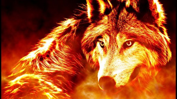 Волк с огненными глазами
