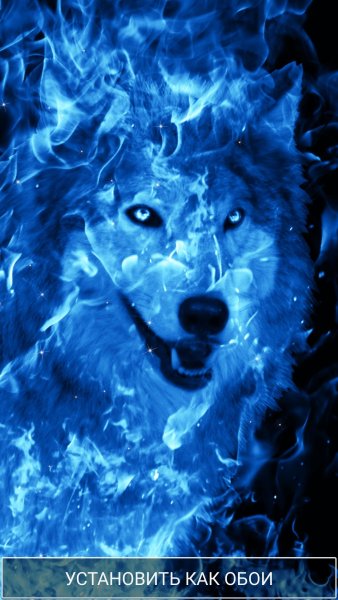Волк в синем пламени