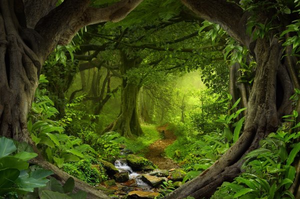 Фон волшебный лес
