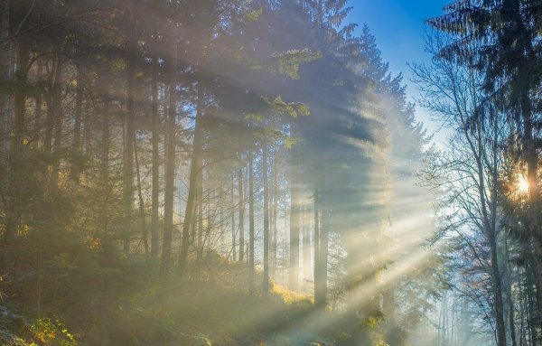 Туманный лес с солнцем