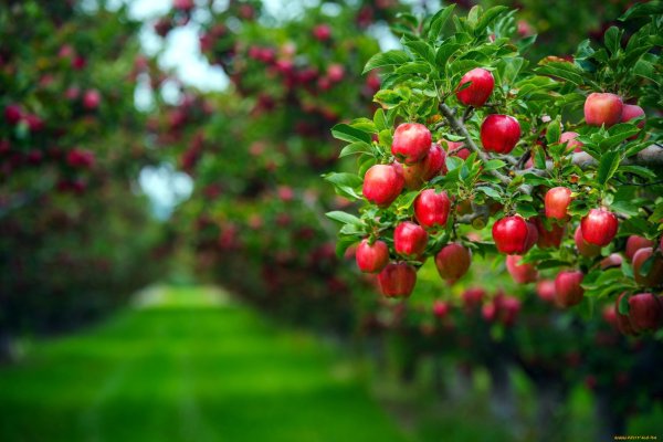 Сад с красными яблоками