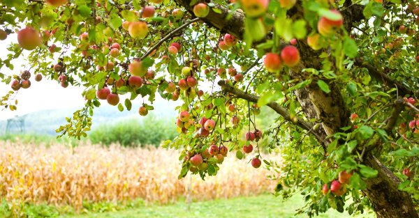 Яблоневый сад с плодами панорама