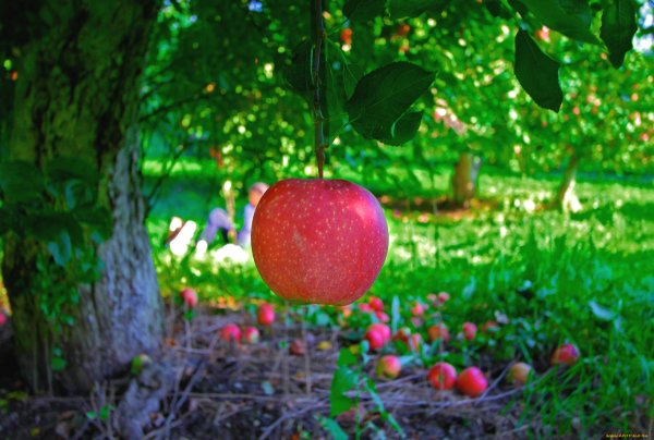 Яблочный сад