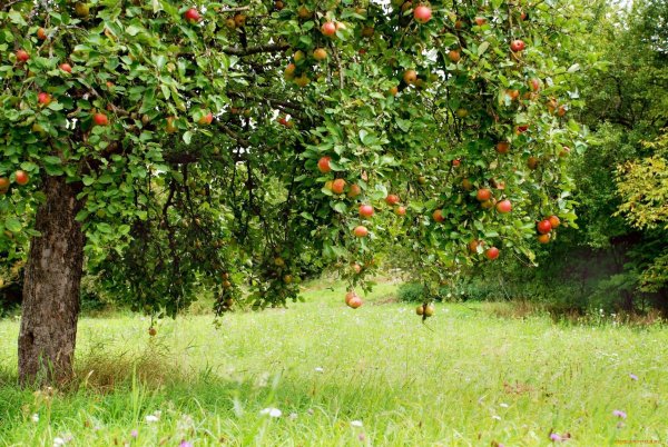 Плодовый Яблоневый сад
