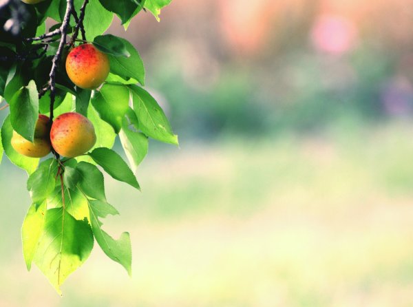 Фруктовые деревья (яблоня, груша, абрикос, мандарин).