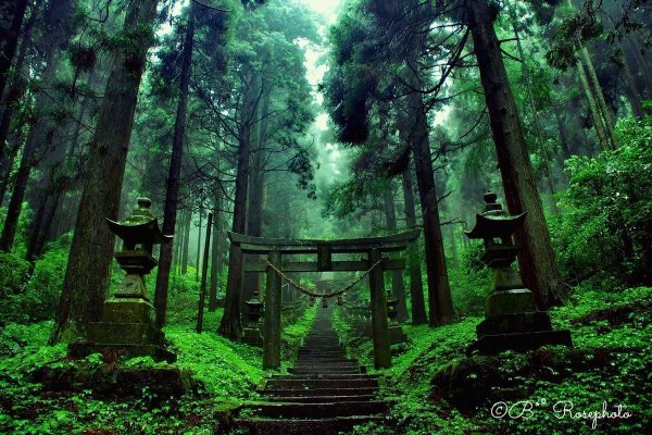 Фон япония лес