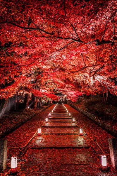 Сад Киото в Японии вертикальная HD