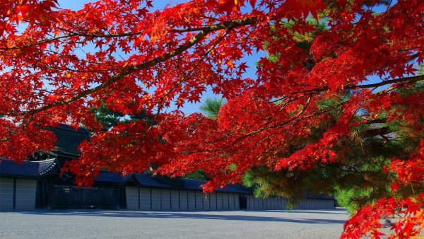 Красные клены в Японии