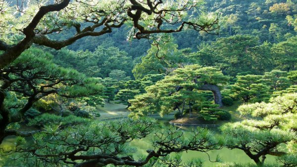 Хвойный лес в Японии
