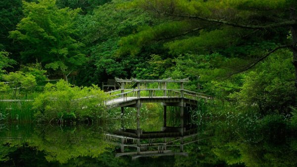 Лес река мост зелень