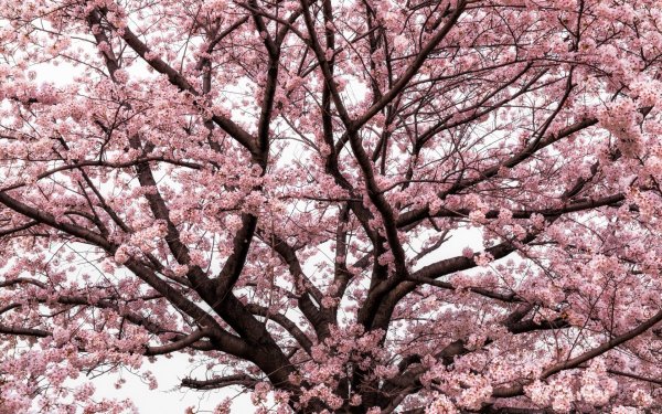 Японская Сапура дерево