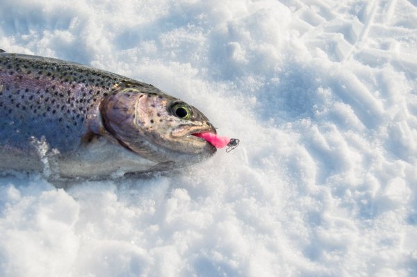 Зимняя рыбалка на форель