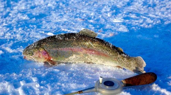 Рыбалка на форель зимой