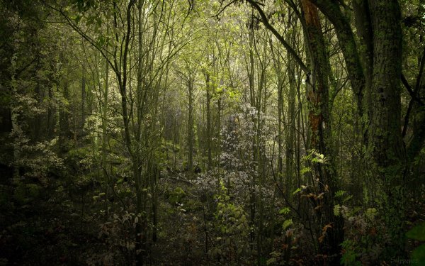 Фон заросший лес