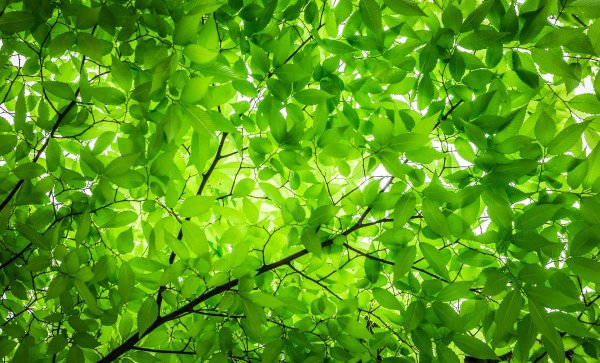 Зеленый лист дерева