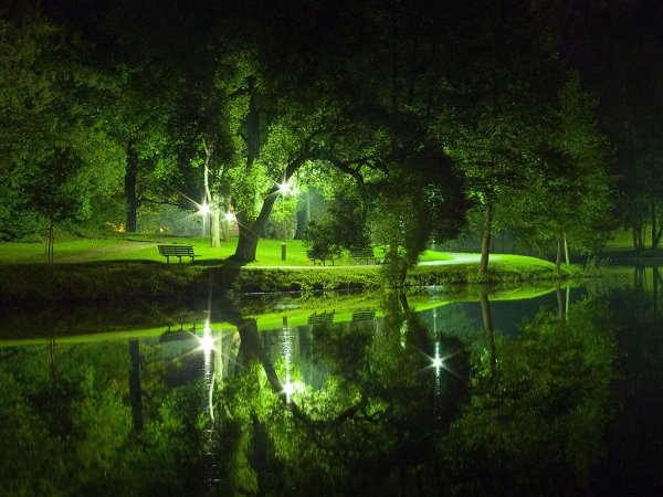 Ночная зеленая природа