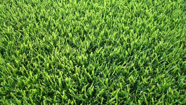 Фон зеленая трава газон
