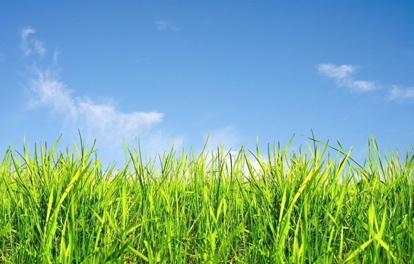Фон зеленая трава и небо