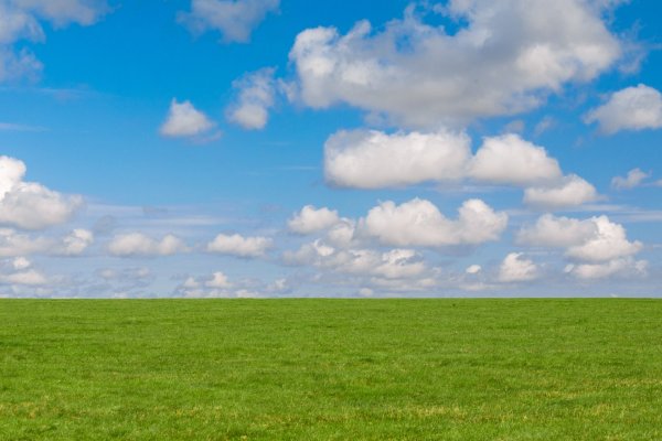 Фон зеленая трава и синее небо