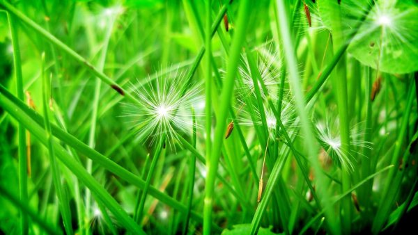 Фон зеленая трава с росой