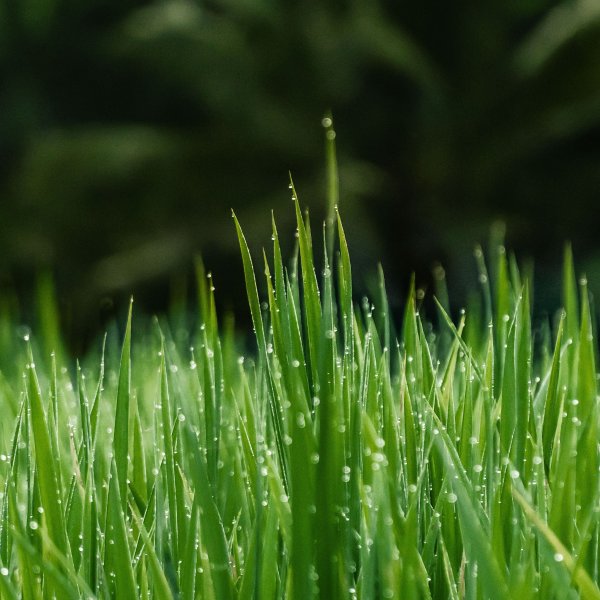 Сочная трава с росой