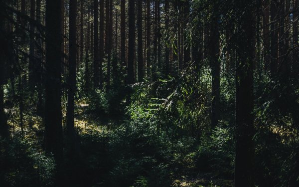 Эстетика леса