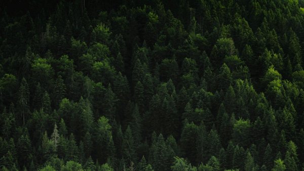 Еловый лес темно зеленый