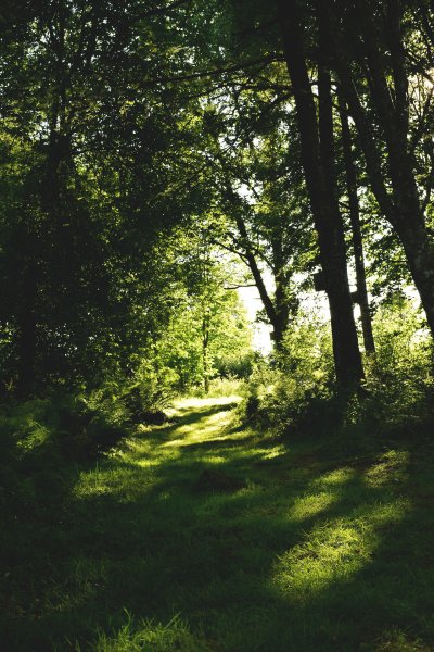 Лес в темно зеленых тонах