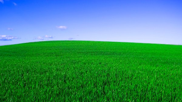 Фон зеленый яркий трава