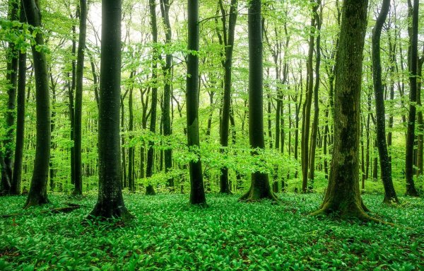 Фон зеленого цвета лес