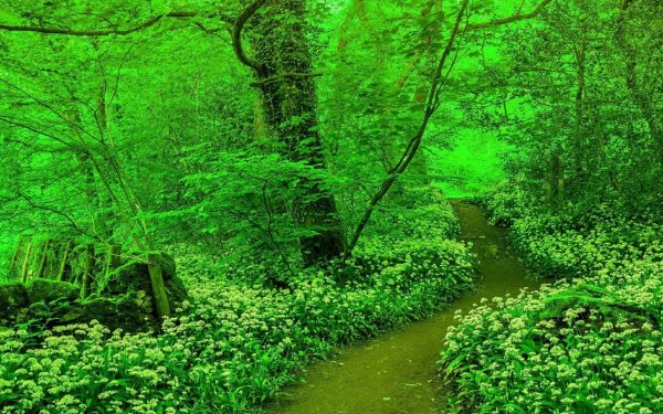 Зеленый цвет в природе