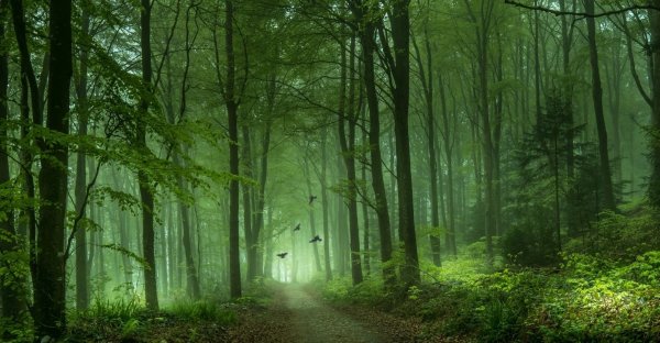 Темный зеленый лес