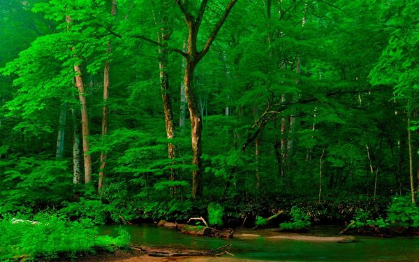 Красивая природа лес