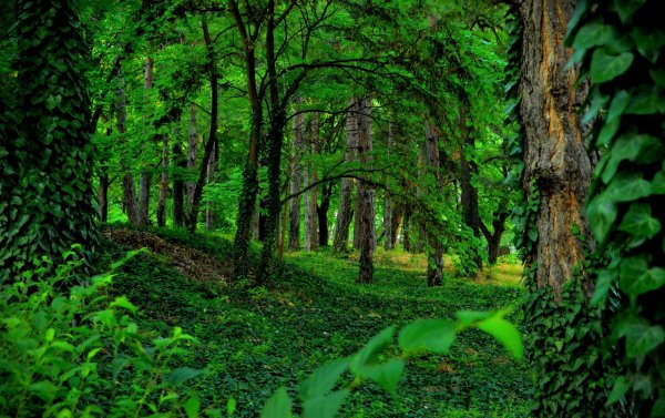 Самурский лес экологическая тропа