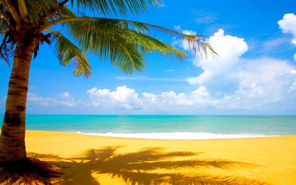 Пальмы солнце пляж
