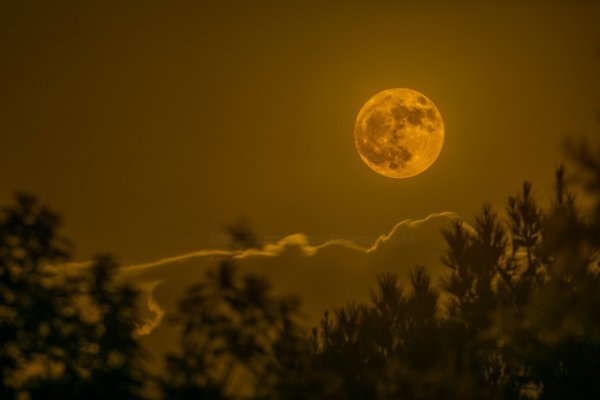 Луна желтая яркая