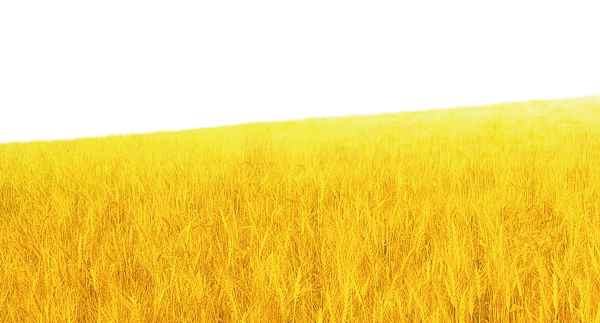 Поле пшеницы вектор