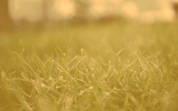 Мягкая трава